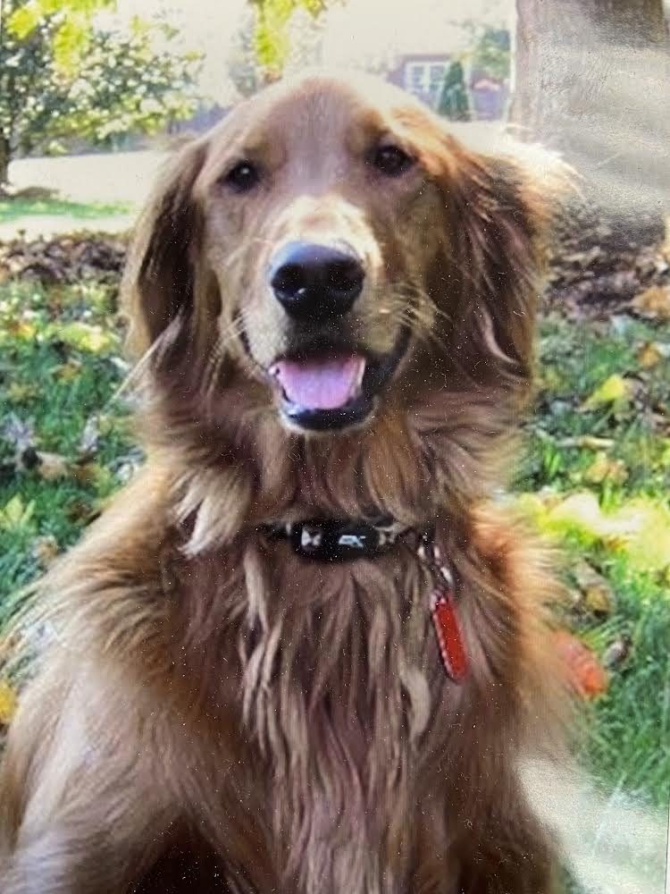 Carlee, the golden retriever The Carlee Cause is named for