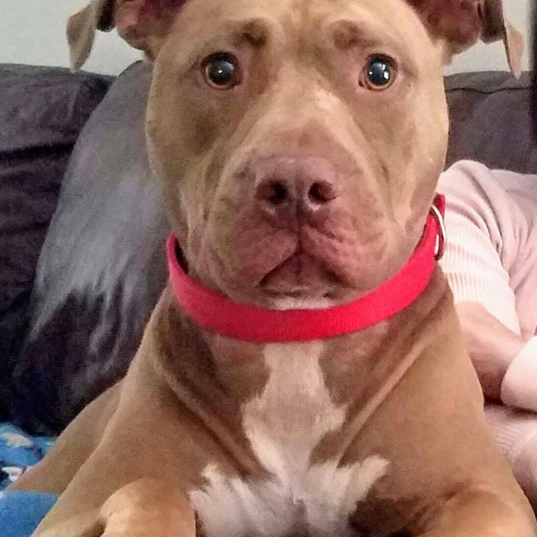 Brody